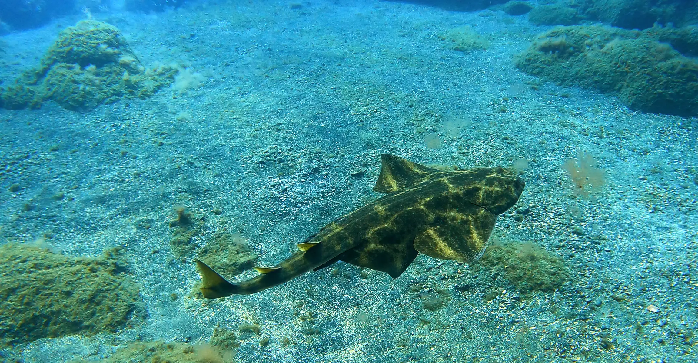 Bootstauchgang für brevetierte Taucher