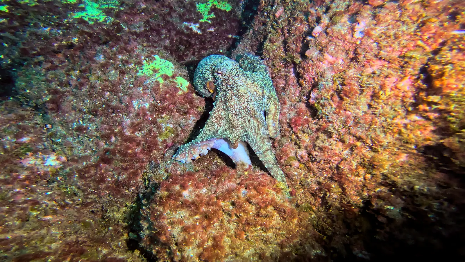 Tauchplatz Octopus Cove