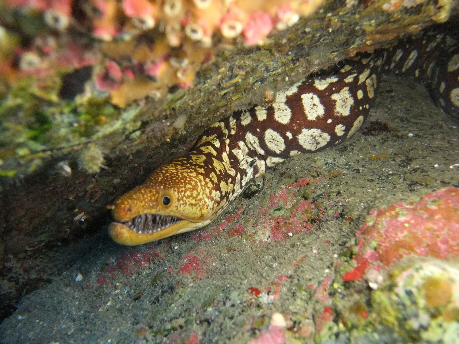 Brevetierte Taucher beim Bootstauchgang