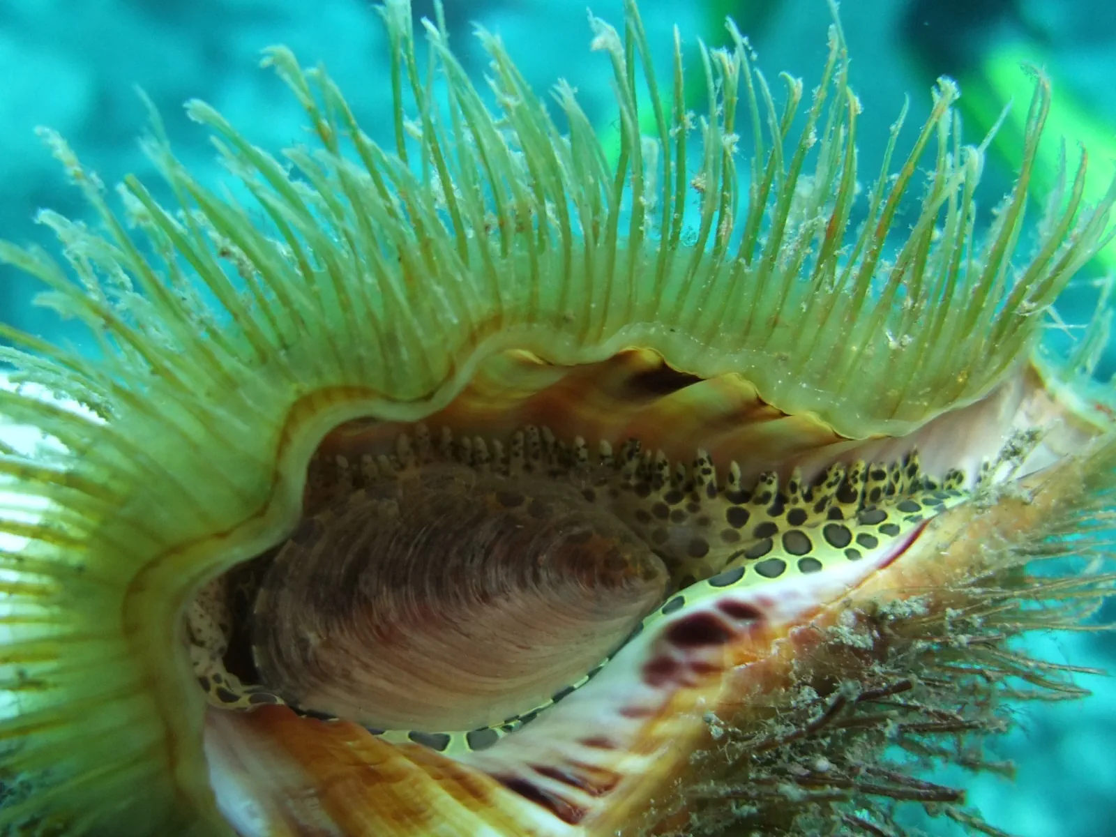 Schnorcheln in Los Gigantes